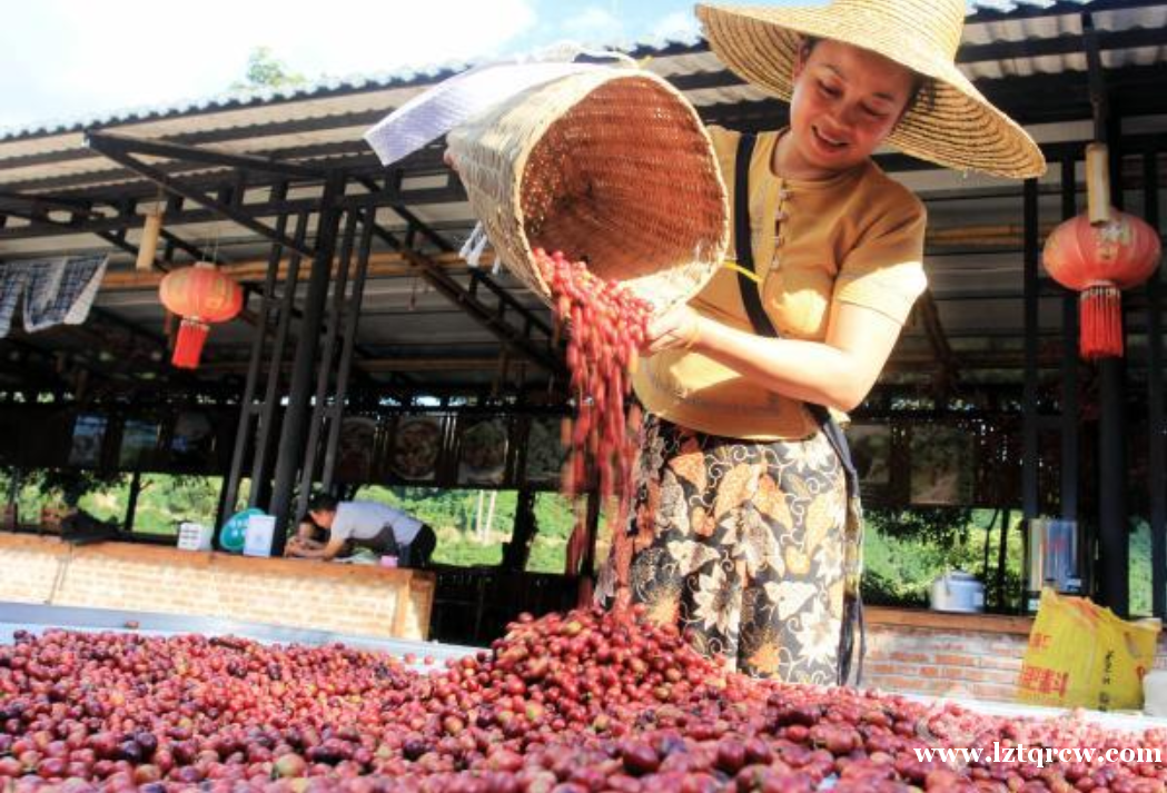云南咖啡已形成“产地型产业带”